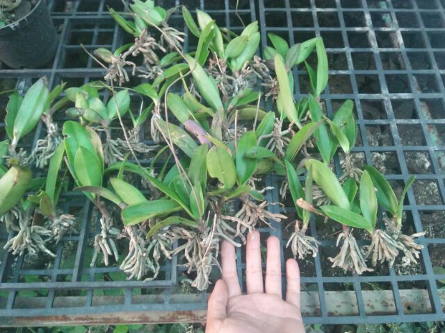 Hoa lan tiểu hồ điệp rừng, hàng cây giống