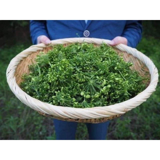 ️️️️Hoa sâm sấy khô Hàn Quốc ️️️️Hoa sâm 500GR