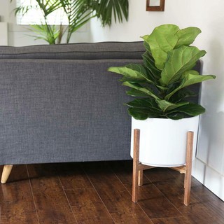 Kệ Gỗ Để Chậu Cây Cảnh - Kệ Decor