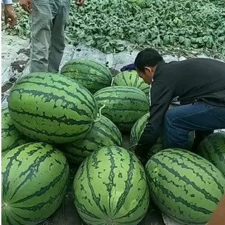 Hạt giống Dưa hấu Khổng lồ (30-50kg)