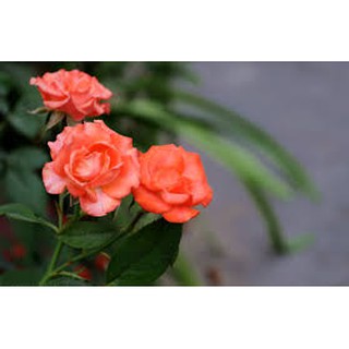 Hạt Giống Hoa Hồng Tỉ Muội