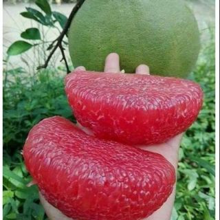 Cây bưởi ruby tặng 1 túi phân bón