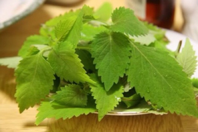 Hạt giống rau Kinh giới