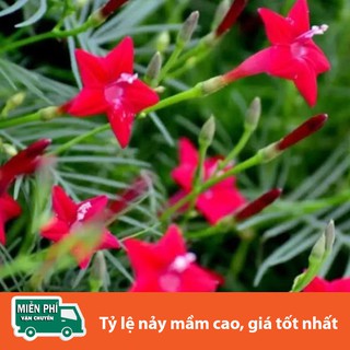 Hạt giống hoa tóc tiên đỏ gói 10 hạt