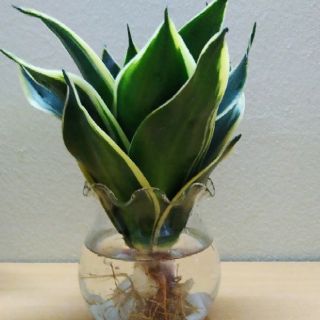 Cây lưỡi hổ thủy sinh