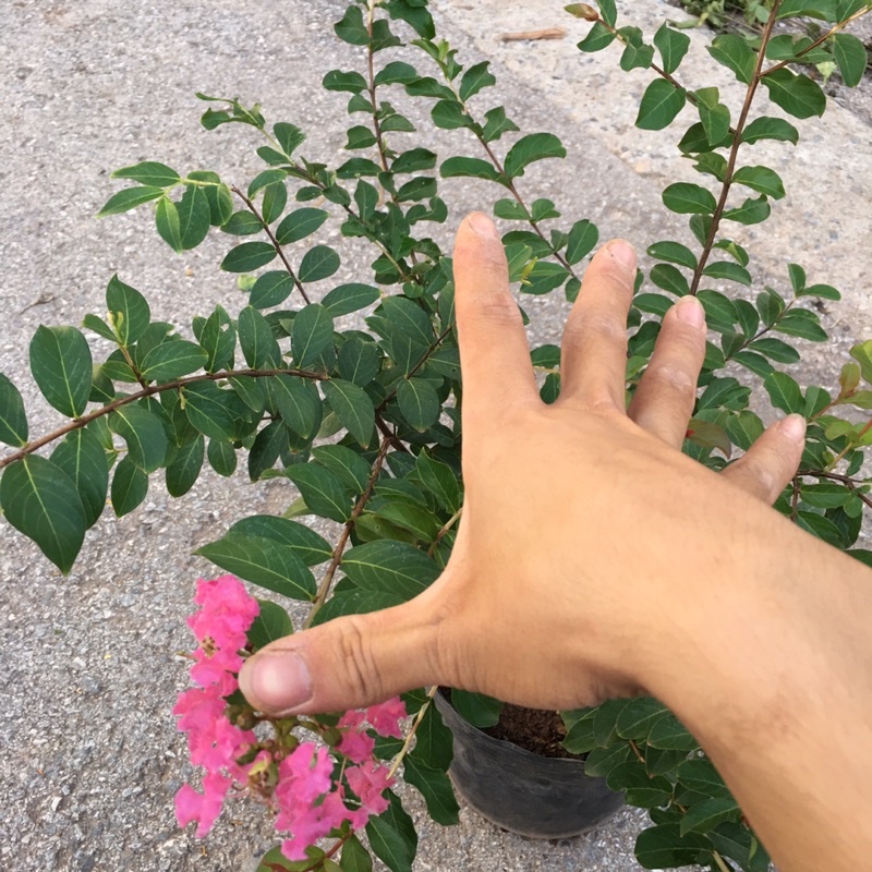 Cây Hoa Tường Vy  Size To Tán Rộng 35cm