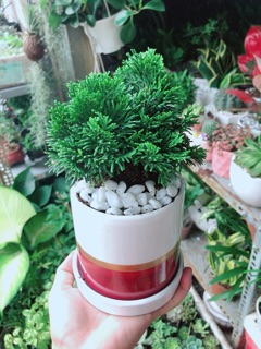 Chậu Cây Tùng Trắc
