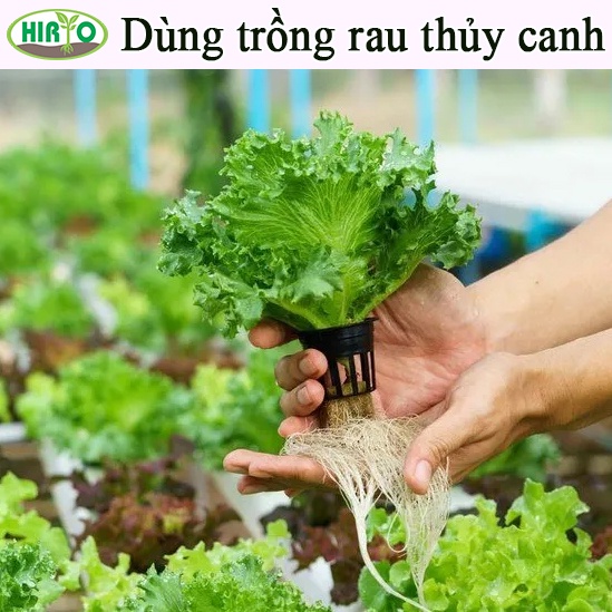 Phân bón dịch trùn quế HIRYO - Thủy phân từ con trùn quế, chăm sóc rau toàn diện