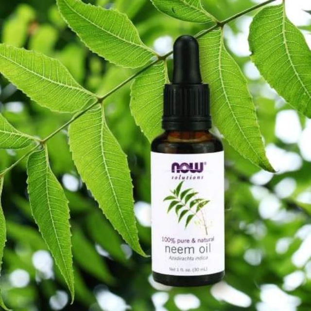 Dầu hạt neem NOW chuyên dưỡng da khô, giảm nấm da đầu, gàu và các vết chàm, dị ứng - Now Solutions Neem Oil 100% Pure
