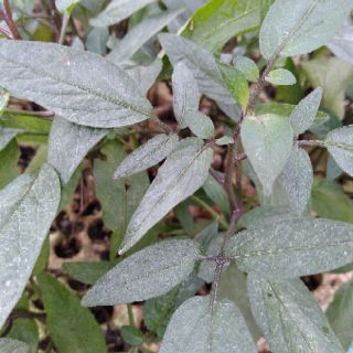 Combo 5 cây giống dưa Pepino ( Dưa hấu Nam Mỹ )