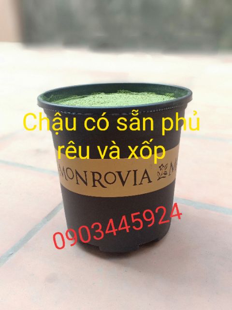 Chậu đen Monrovia cao 20 cm trồng cây trắng trí