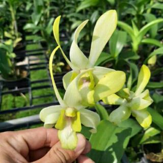 Hoa lan denro nắng tai thỏ