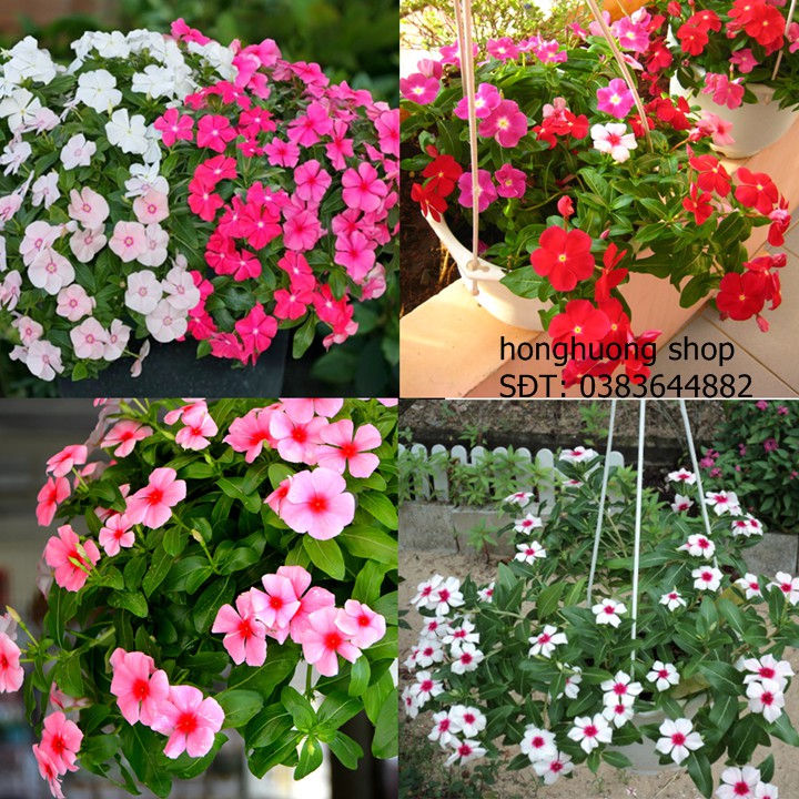 Hạt giống hoa dừa cạn đứng nhiều màu