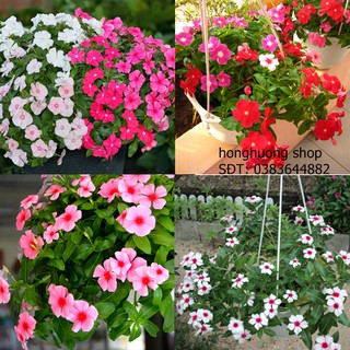 Hạt giống hoa dừa cạn đứng nhiều màu