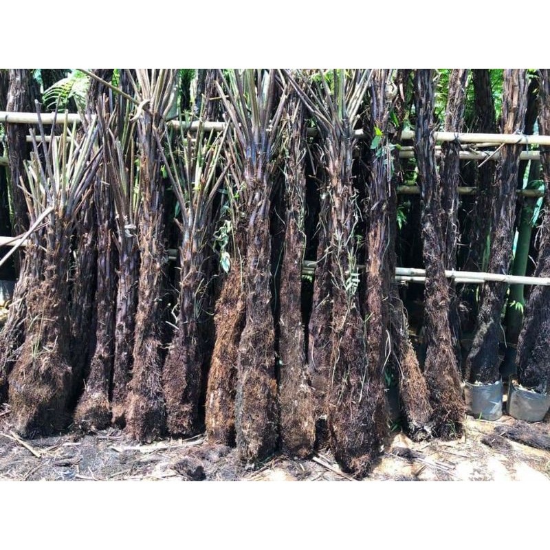 Cây quyết cổ đại làm sân vườn cây cao 1 mét