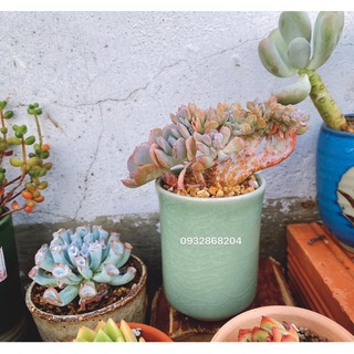 Bộ chậu ly gốm nhật gồm 10c size 6-8cm