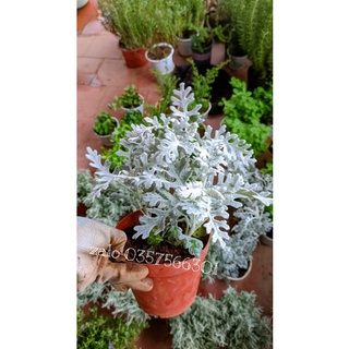 [Ship hỏa tốc nội thành Hà Nội] Cây ren bạc - Cúc bạc lá Cây kiểng lá trang trí noel