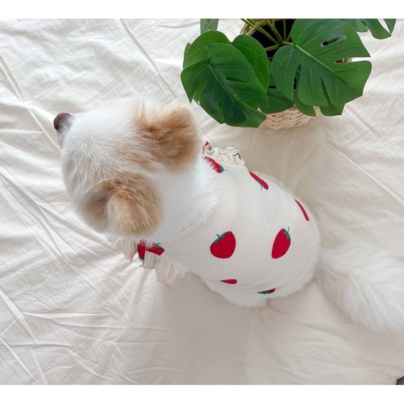 áo cánh tiên strawberry cho chó mèo