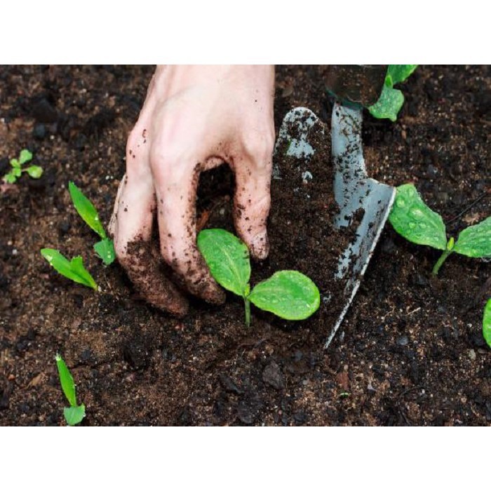 Đất Sạch Trồng Rau, Hoa Kiểng Lavamix 6.5lít Tiện Lợi, Dễ Sử Dụng