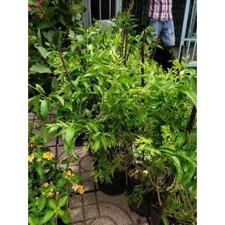 dạ lý hương