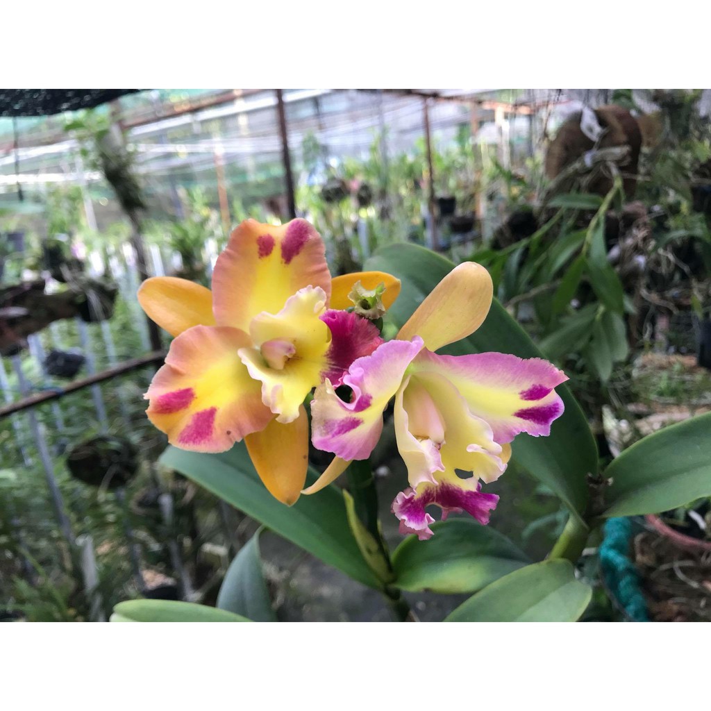Cattleya Giống Đủ Màu Dễ Trồng Siêng Hoa Quanh Năm
