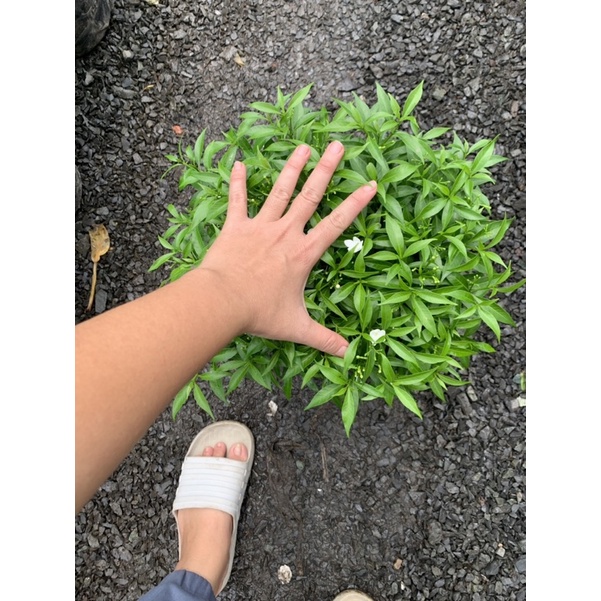 Cây mai vạn phúc
