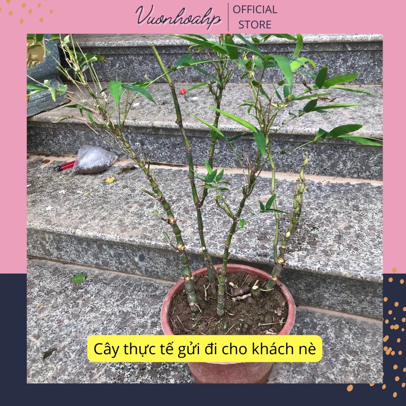 Cây trúc đùi gà, trúc quan âm cao 60cm