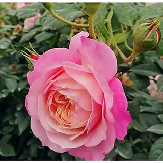Cây hoa Hồng Cóntance