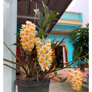 Phong lan kiều vàng