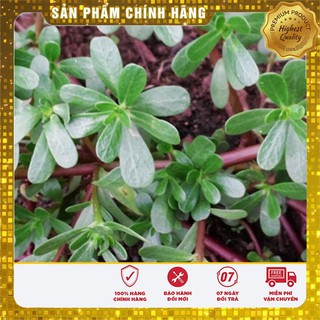 Hạt giống cây sâm đất (rau sam) - 50 hạt