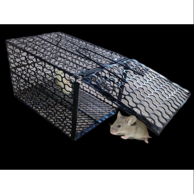 Lồng bẫy chuột cực nhạy