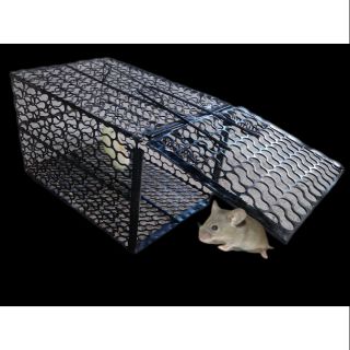 Lồng bẫy chuột cực nhạy
