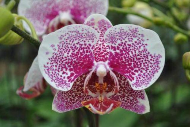 Hoa lan hồ điệp đại giống