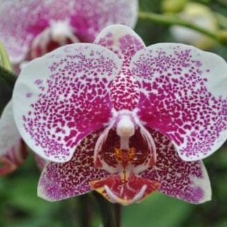 Hoa lan hồ điệp đại giống