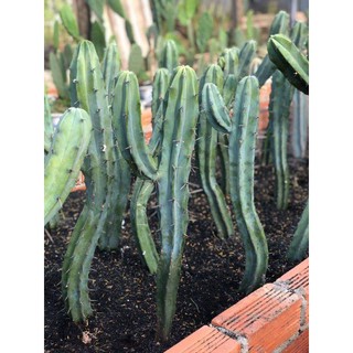 Xương Rồng Trụ MYTILO Cao 60cm, 1 đổi 1 (Xương Rồng Nhật Tân)