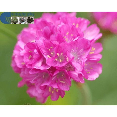 50 Hạt Giống Hoa Hồng Nhi Ngọc