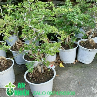 Cần Thăng Bonsai Lớn