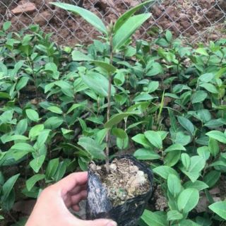 Cây Hoa trà my nhiều màu nguyên bầu đất