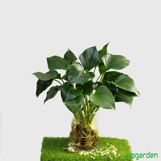 Chậu cây Thanh Tâm để bàn