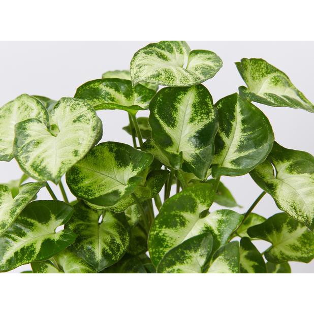 Cây giống Syngonium podophyllum Pixie White (Trầu Bà Pixie White) chậu nhựa