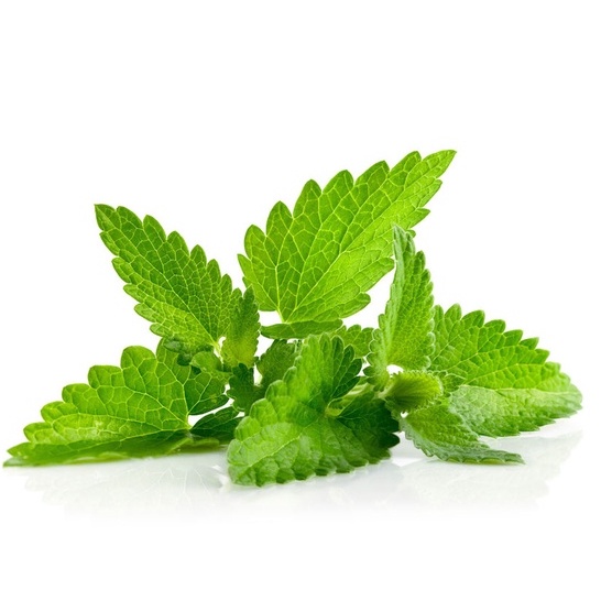 ( húng chanh ) Hạt Giống Tía Tô Đất Bạc Hà Chanh 100 Hạt