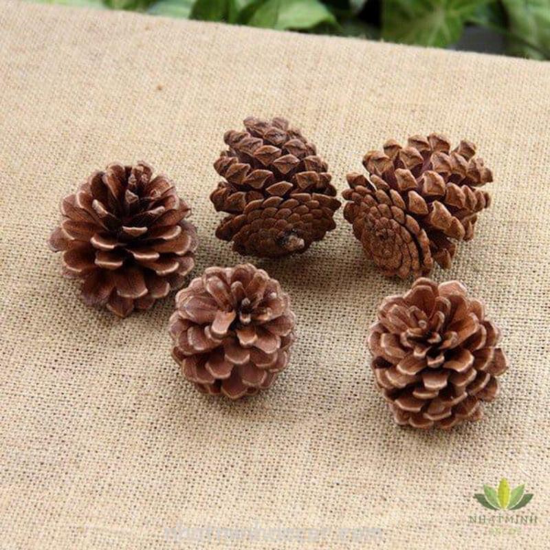 Quả thông khô size 4-6 cm