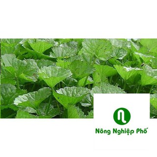 hạt giống rau má 300 hạt PHUNONG