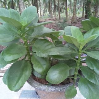 Cây sống đời đơn màu đỏ