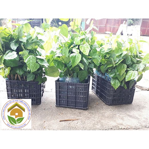 Cây giống RAU BÒ KHAI - đặc sản Tây Bắc- cây leo giàn- trồng ở ban công hoặc sân thượng