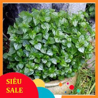 0.5g Hạt giống Rau càng cua (tặng gói Kích nẩy mầm và Hướng dẫn)