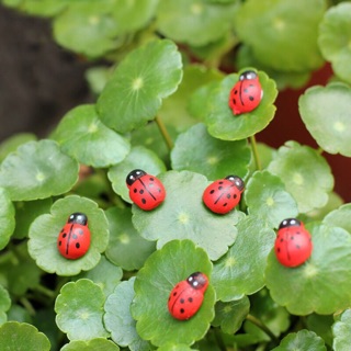 Set 10 con bọ cánh cứng mini