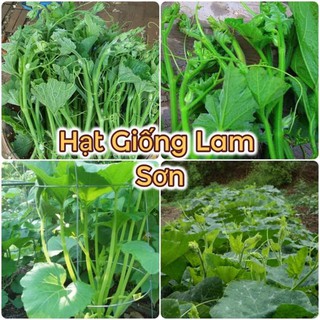 HẠT GIỐNG BÍ SIÊU NGỌN CAO SẢN - Món Ăn Ngon, Điều Trị Bệnh Hiệu Quả.
