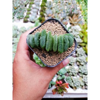 Sen đá kim cương Haworthia Truncata số 12