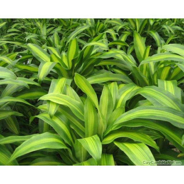 Cây Thiết Mộc Lan Để bàn ( Cây Phát Tài )